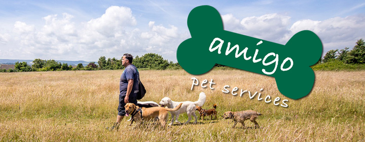 Amigo Pet Services looking after your dog in
Exeter